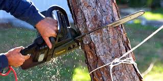 Best Tree Disease Treatment  in , VA