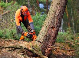  , VA Tree Care Pros