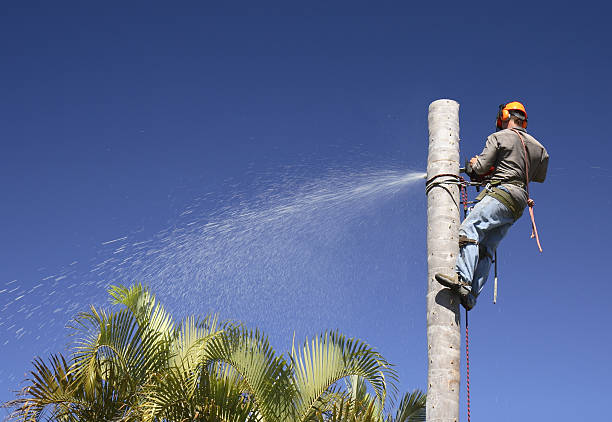 Best Hazardous Tree Removal  in , VA