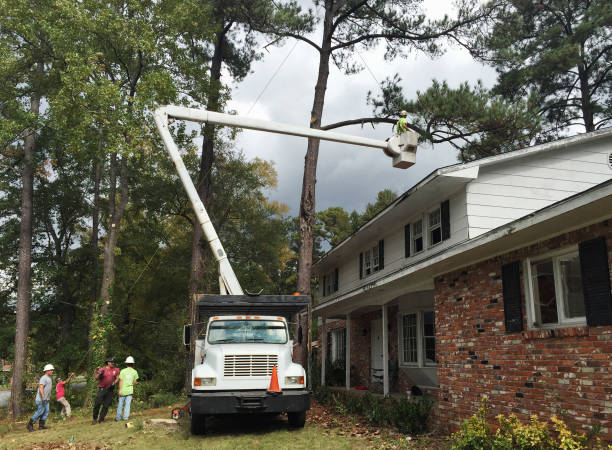 Best Tree Removal  in , VA