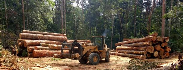 Best Soil Testing and Treatment  in , VA