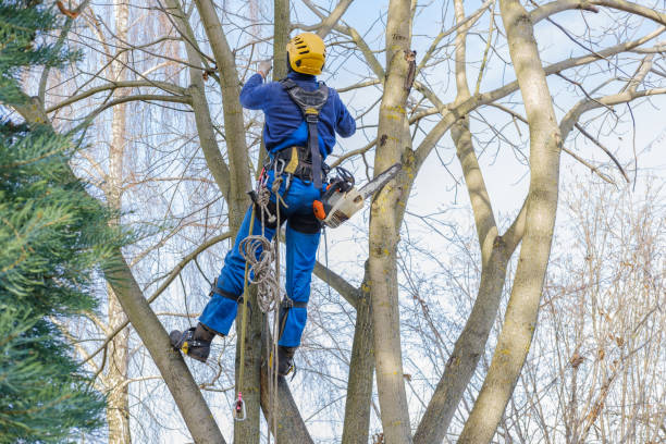 Best Stump Grinding and Removal  in , VA