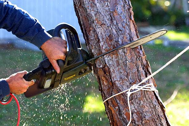 Best Palm Tree Trimming  in , VA