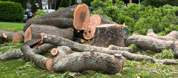 Best Commercial Tree Services  in , VA