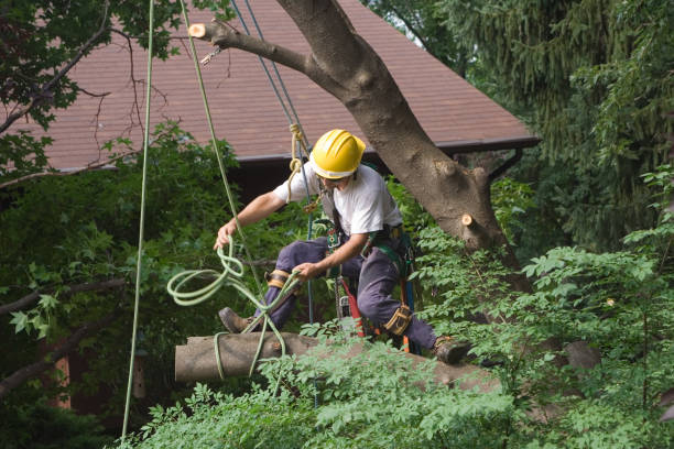 Best Tree Trimming and Pruning  in , VA