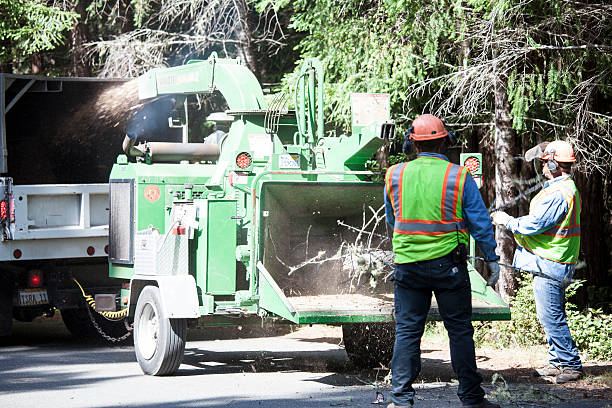 Best Stump Grinding and Removal  in , VA